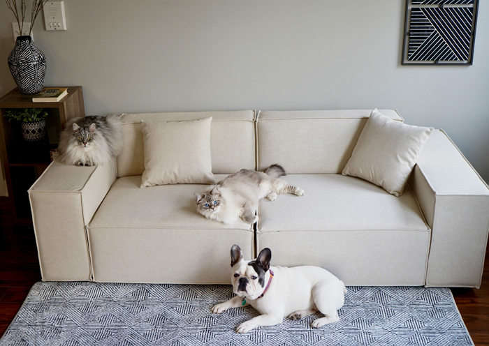 Pet Friendly Modular Sofa from Instagram